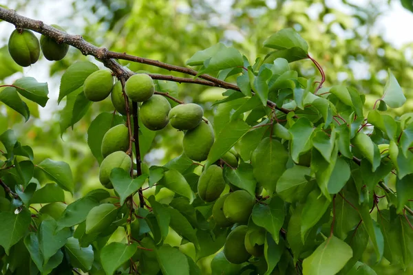 Primeros Planos Albaricoques Agrios Inmaduros Montones Albaricoques Crudos Agrios Rama — Foto de Stock