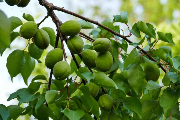 特写未成熟的酸杏子 树枝上有很多酸的生杏子 — 图库照片