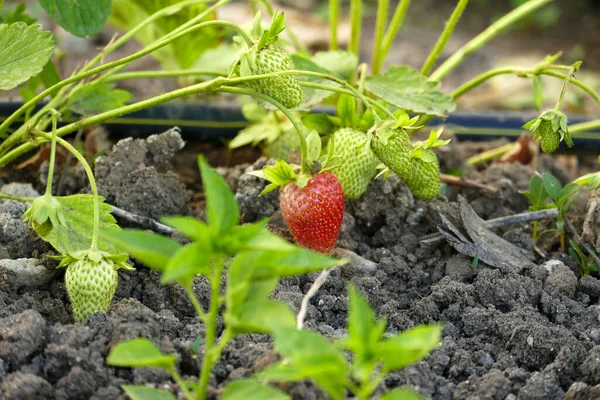 Erdbeeranbau Boden Bewässerung Von Erdbeerpflanzen Mit Tropfsystem — Stockfoto