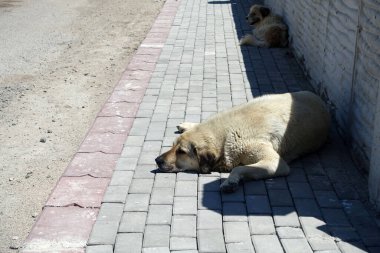 Sokak kaldırımlarında yatan sokak köpekleri, şehirde başıboş köpekler.,