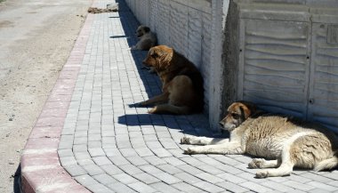 Asfaltta yatan bir sürü sokak köpeği, başıboş yetim köpekler.,
