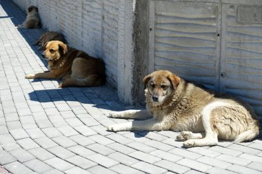 Sokak kaldırımlarında yatan sokak köpekleri, hızlı nefes alan yorgun köpekler.,