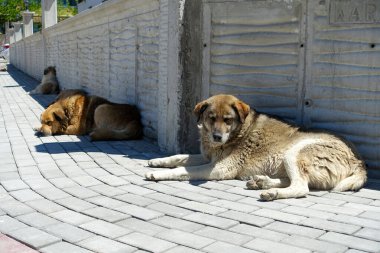 Asfaltta yatan bir sürü sokak köpeği, başıboş yetim köpekler.,