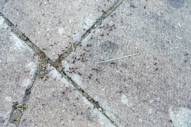 Yerde hareket eden küçük karıncalar, çalışkan karıncalar çalışıyor.,