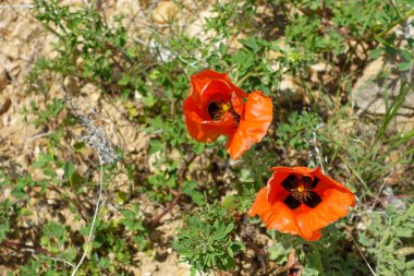Gelincik çiçekleri, doğada yeni açan çiçekler, kırmızı-siyah gelincik çiçekleri.,