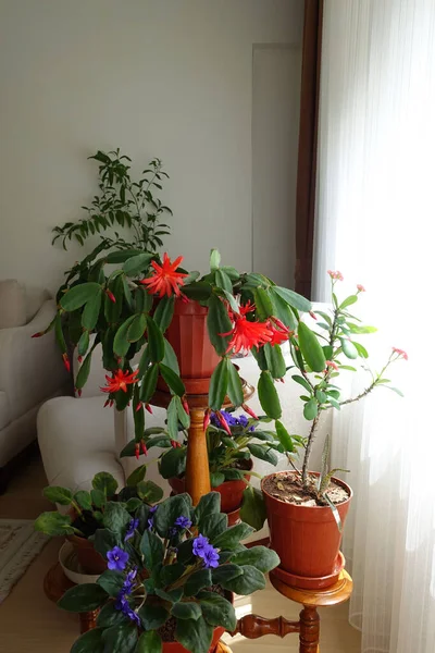 Hem Krukväxter Växande Schlumbergera Fuchsia Inomhus Prydnadsväxter Jul Blomma Rödblommiga — Stockfoto