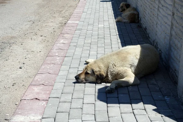 Sokak kaldırımlarında yatan sokak köpekleri, şehirde başıboş köpekler.,