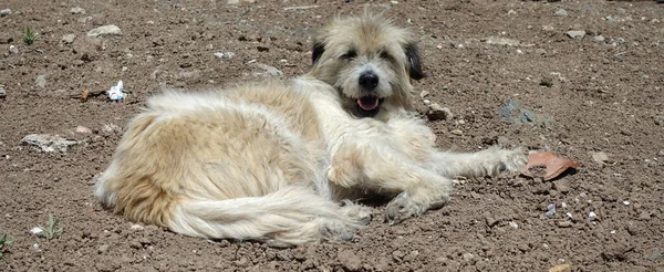 Molto Carino Silky Terrier Soffice Cane Randagio — Foto Stock