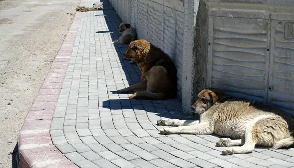 Asfaltta yatan bir sürü sokak köpeği, başıboş yetim köpekler.,