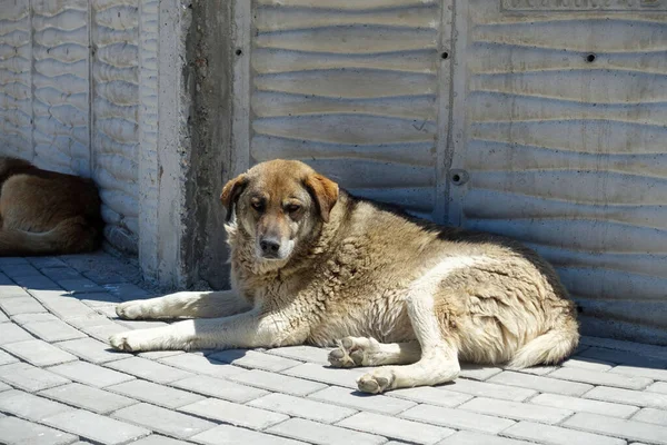 many stray dogs lying on the pavement, stray orphan dogs,