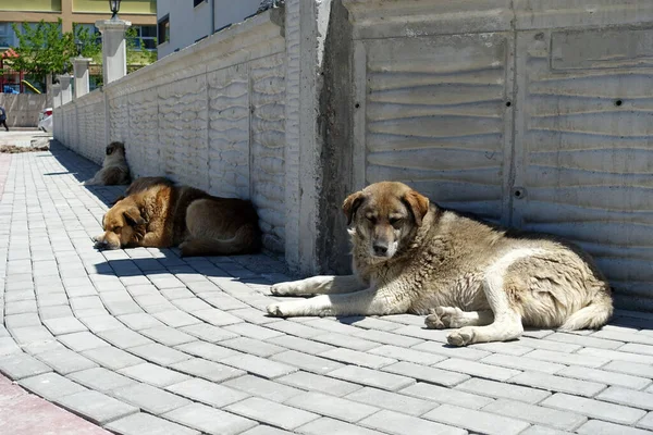 Cani Randagi Sdraiati Marciapiedi Stanco Cane Respira Veloce — Foto Stock