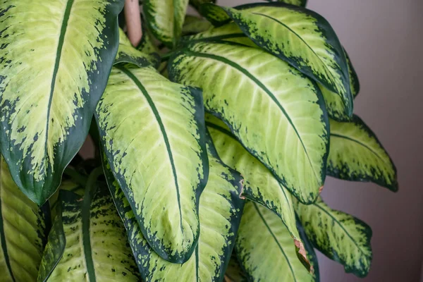 close-up dumb cane flower,difenbahya,home difenbahya flower,large leaf ornamental plants,