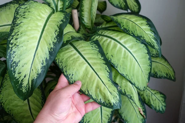 Dumb Cane Flower Difenbahya Home Difenbahya Flower Large Leaved Ornamental — Stok fotoğraf