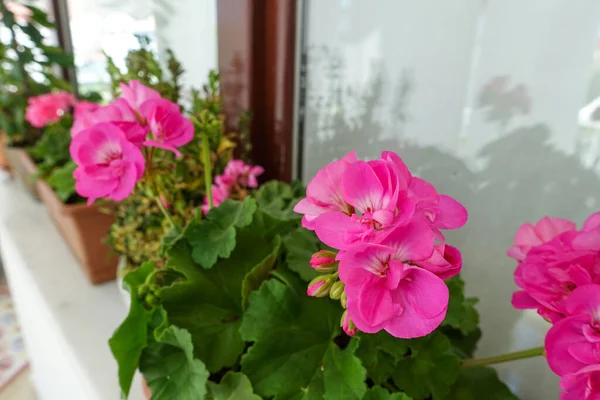 sardunya çiçeği saksıda, pembe ve kırmızı sardunya çiçeği,