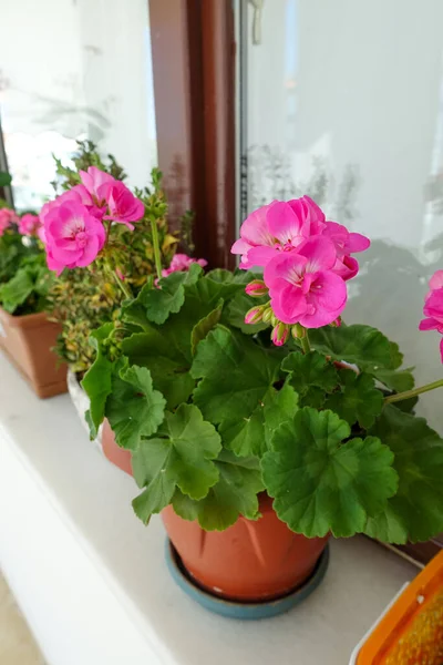 Geranium Kwiat Doniczce Różowy Czerwony Kwitnące Geranium Roślin — Zdjęcie stockowe