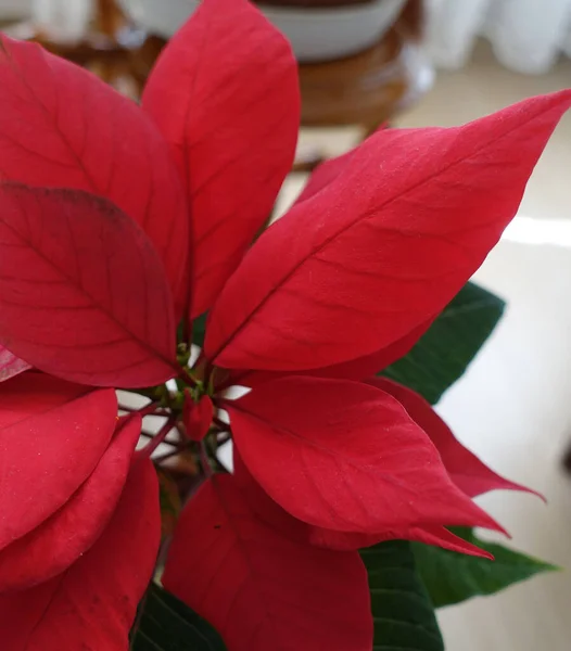 Ataturk Estrella Navidad Flor Poinsettia Primer Plano Flores Ornamentales Primer — Foto de Stock