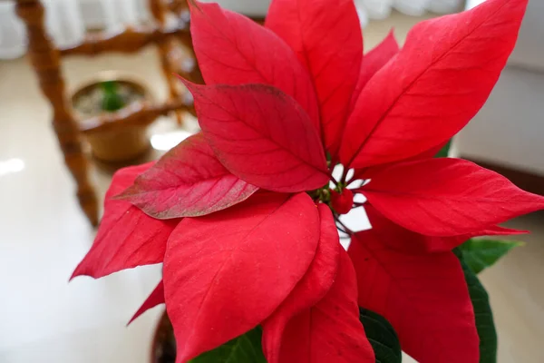 Ataturk Estrella Navidad Flor Poinsettia Primer Plano Flores Ornamentales Primer — Foto de Stock