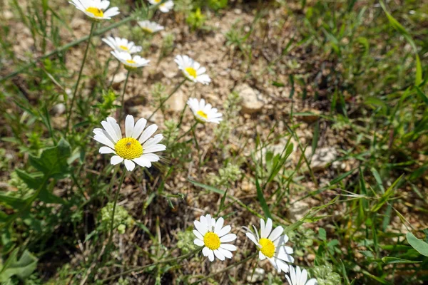 Medicinska Kamomillväxter Som Odlas Naturlig Miljö Närbild Kamomillblommor Våren — Stockfoto