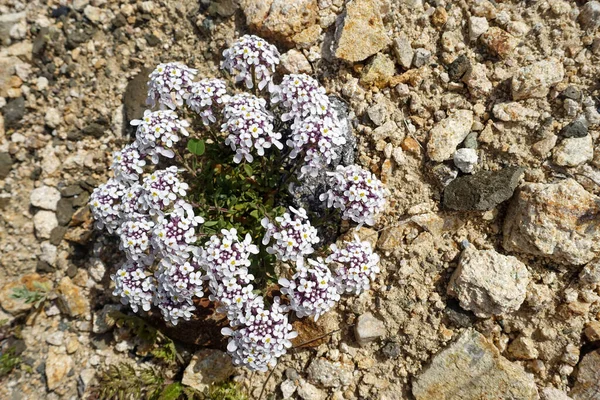 Verschillende Bloemen Natuurlijke Bloemen Die Groeien Groeien Tussen Stenen — Stockfoto