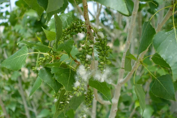 Typer Olika Färger Och Typ Berg Naturen — Stockfoto