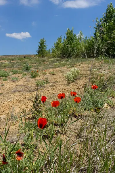 Kırmızı-siyah gelincik çiçekleri, doğada yeni açan gelincik çiçekleri.,