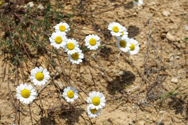 Přírodní Heřmánkové Květiny Heřmánkový Čaj — Stock fotografie