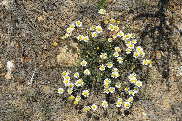 Tıbbi Papatya Bitkileri Doğal Bir Ortamda Yetişir Ilkbaharda Papatya Çiçeklerine — Stok fotoğraf