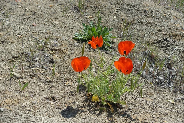 Poppy Bloemen Nieuwe Bloei Natuur Rood Zwarte Papaver Bloemen — Stockfoto