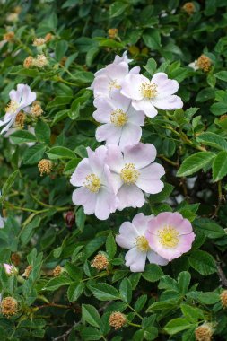 gül ağacı çiçeği, gül çiçeği gül ağacı, dikenli gül ağacı.,