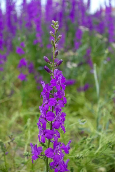 Larkspur Purple flower,close-up larkspur purple flowers,purple flower garden,