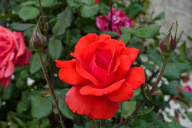 Gül ağacında taze kırmızı gül, tek kırmızı gül.,