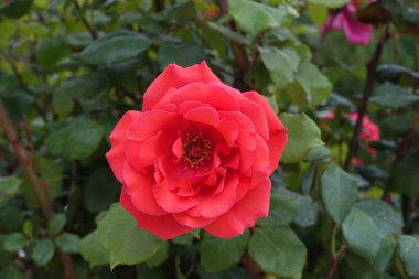 Gül ağacında taze kırmızı gül, tek kırmızı gül.,