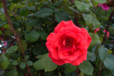 Gül ağacında taze kırmızı gül, tek kırmızı gül, yakın plan.,