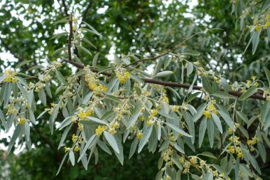 Çok güzel kokulu Rus zeytin ağacı, Rus zeytinleri baharda çiçek açıyor.,