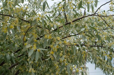 Çok güzel kokulu gümüşüzümü ağacı, baharda açan gümüşüzümü.,