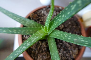 Bitki kabında filizlenen küçük aloe vera, yakın plan aloe vera çiçeği.,