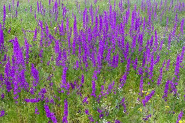 Yeşil yapraklı Larkspur mor çiçekleri, ilkbaharda kıtasal iklimdeki tarlalarda mor çiçekler.,