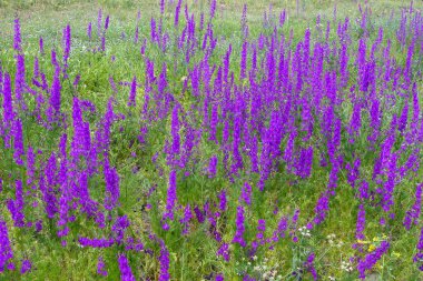 Yeşil yapraklı Larkspur mor çiçekleri, ilkbaharda kıtasal iklimdeki tarlalarda mor çiçekler.,