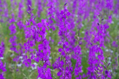 Larkspur purple flowers with green leaves, purple flowers in the fields in continental climate in spring, clipart