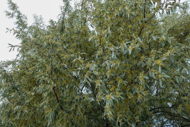 Gümüşüzümü ağacı, gümüşüzümü baharda açıyor.,