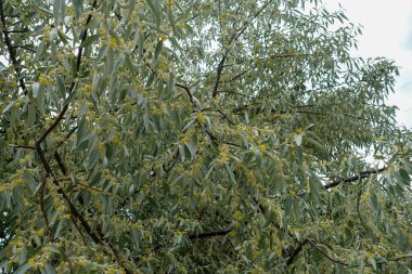 Çok güzel kokulu elaeagnus ağacı, İlkbaharda açan elaeagnus,