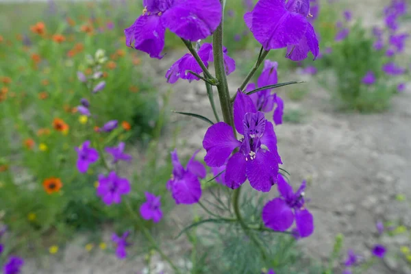 Larkspur Purple flower,close-up larkspur purple flowers,purple flower garden,