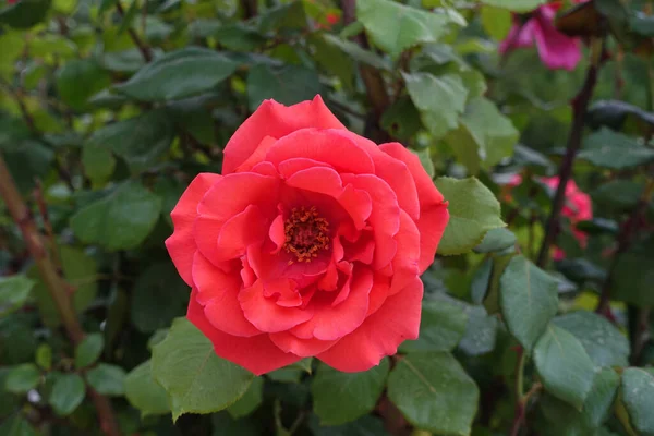 Gül ağacında taze kırmızı gül, tek kırmızı gül.,