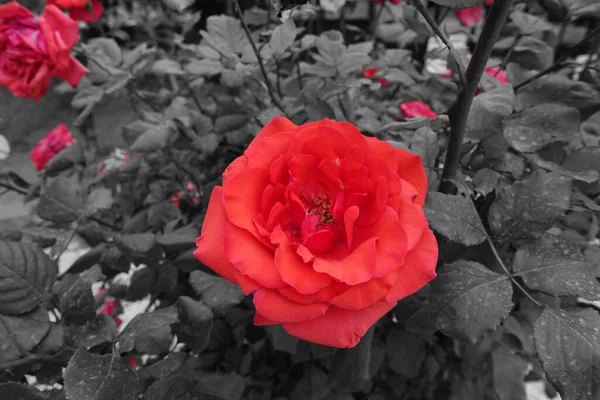 Rosa Roja Muy Fresca Palo Rosa Rosa Roja Sola Rosa — Foto de Stock