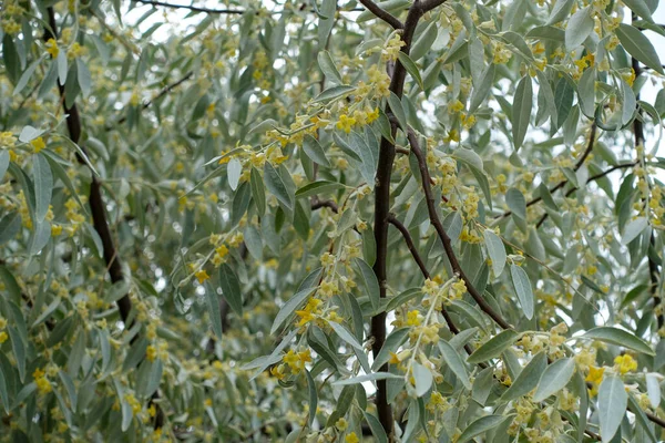 very fragrant russian olive tree, russian olive blooming in spring,