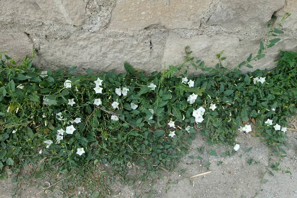 Ivy Flowers Wall Ivy White Flowered Ivy Flower — Stock Photo, Image