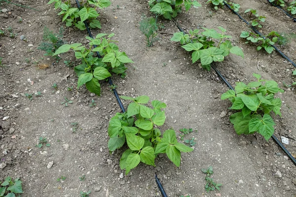 Bönplantering Med Droppvattensystem Trädgårdsbevattning Bönodling — Stockfoto