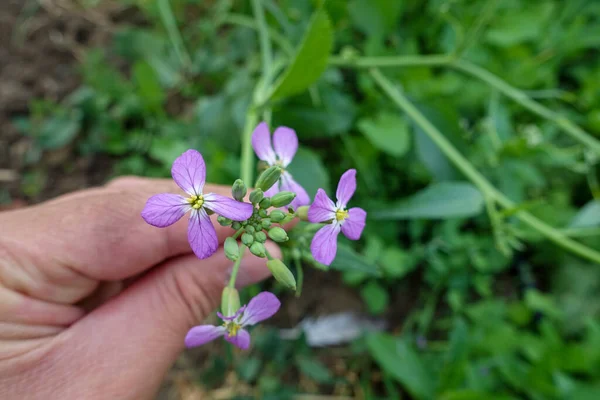 萝卜植物开花 萝卜花 特写美丽的萝卜花 — 图库照片