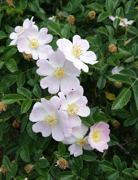 バラの木の花バラの木のバラの花とげのあるバラの木 — ストック写真