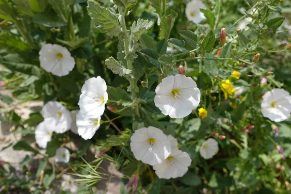 Klimop Bloemen Muur Klimop Wit Bloemige Klimop Bloem — Stockfoto